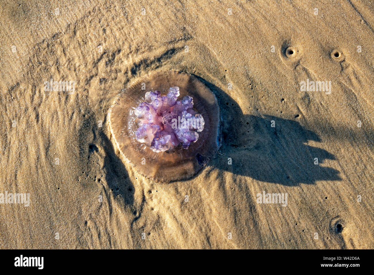Violet Rhopilema nomadica jellyfish on the coastal sand. Mediterranean Sea. Stock Photo