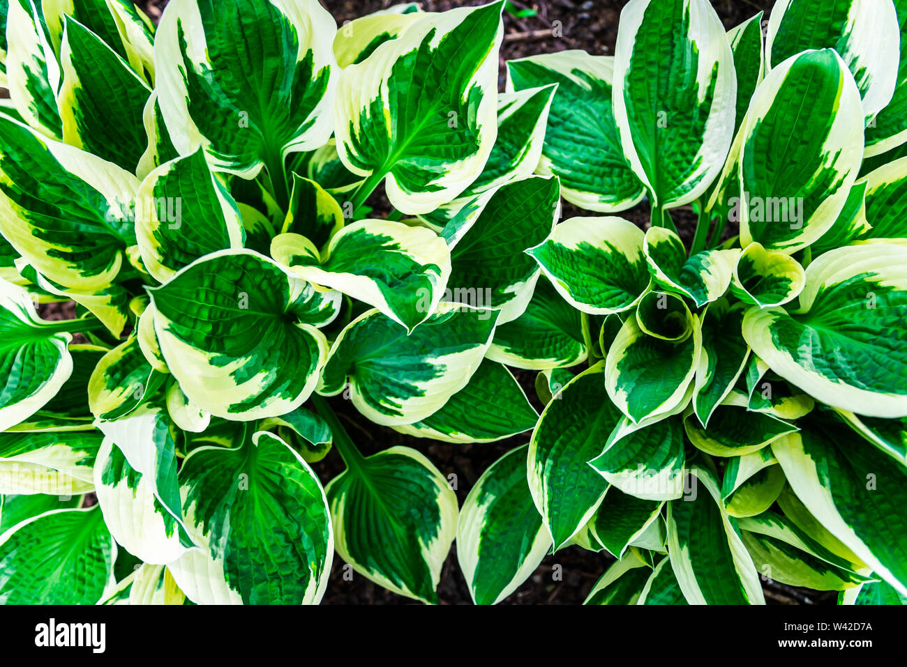 Green leaves pattern background, Natural background and wallpaper Stock ...
