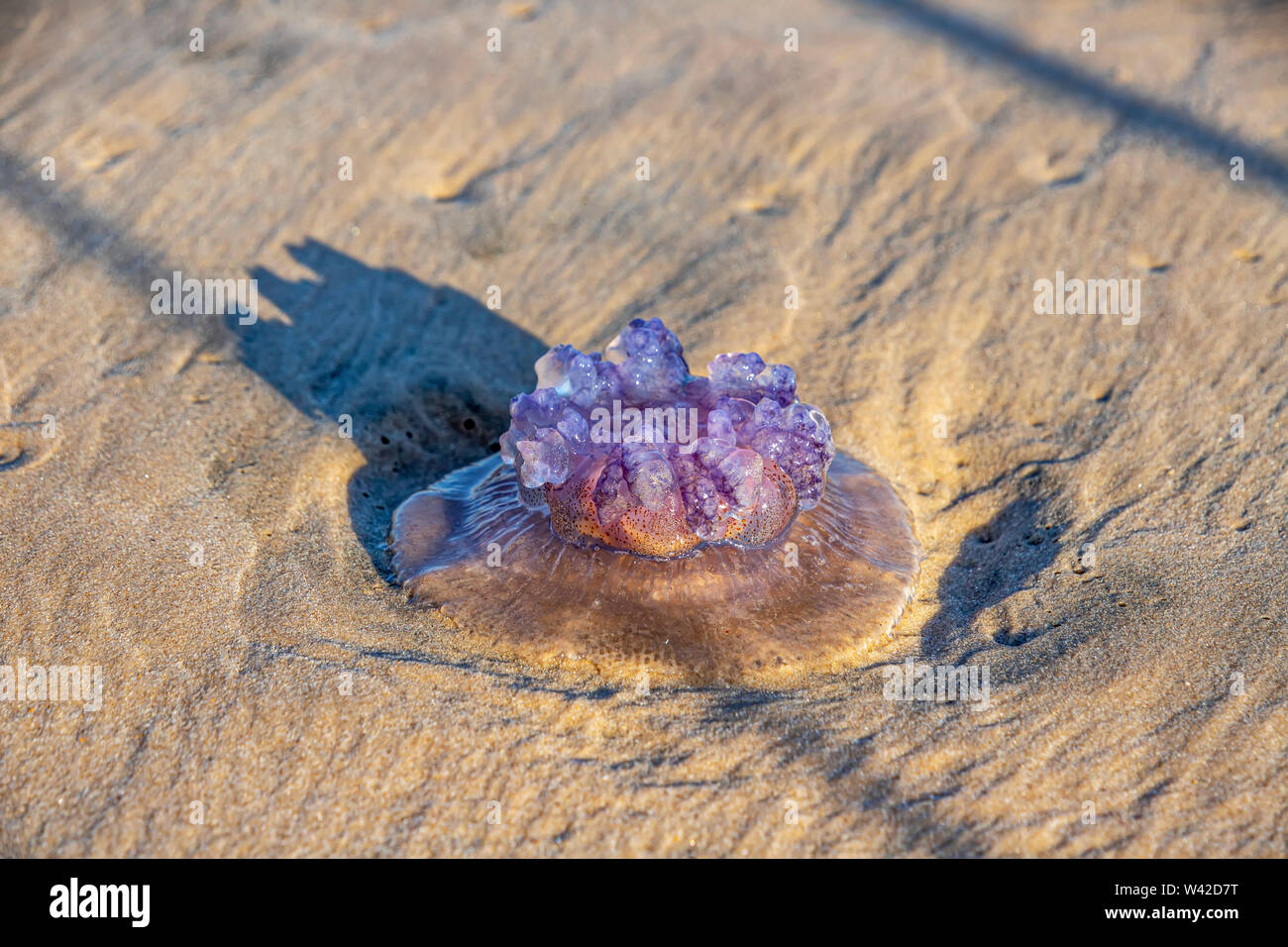 Violet Rhopilema nomadica jellyfish on the coastal sand. Mediterranean Sea. Stock Photo
