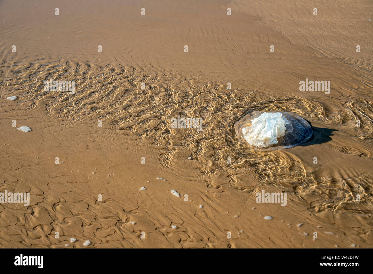 Rhopilema nomadica jellyfish on the coastal sand. Mediterranean Sea. Stock Photo