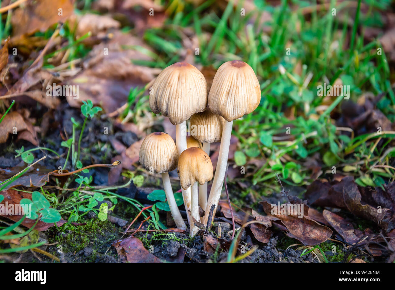 Autumn scene with a group of mushrooms (Coprinellus micaceus) among dry yellow leaves and green grass. Also known as mica cap, shiny cap or glistening Stock Photo