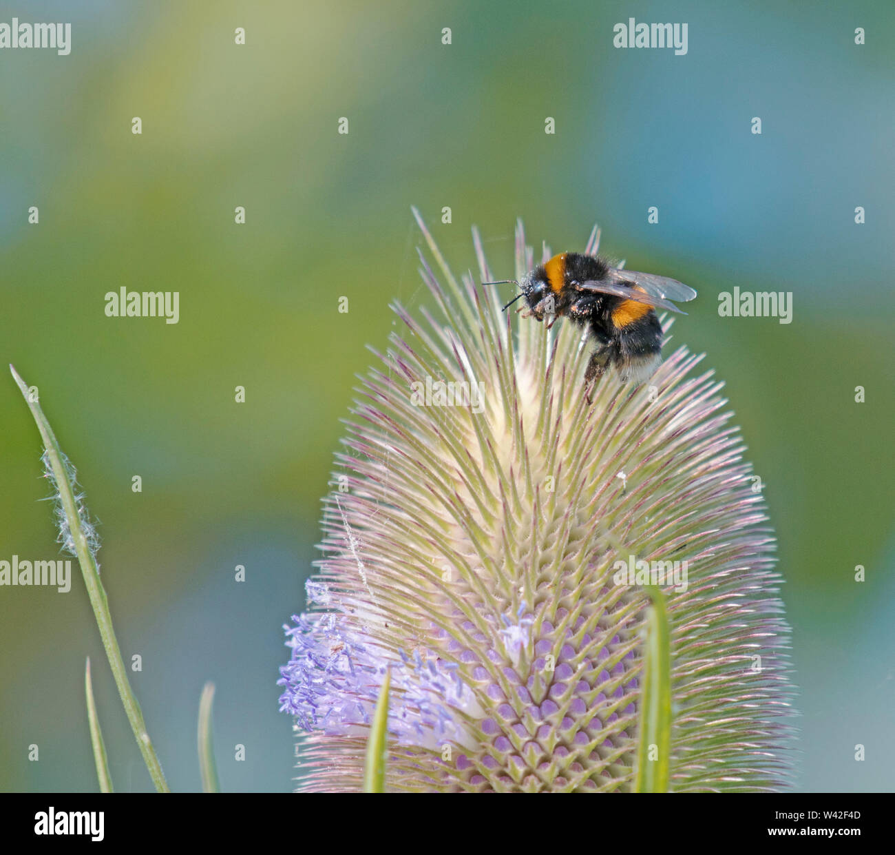 Bumble Bee, At Martin Mere Stock Photo