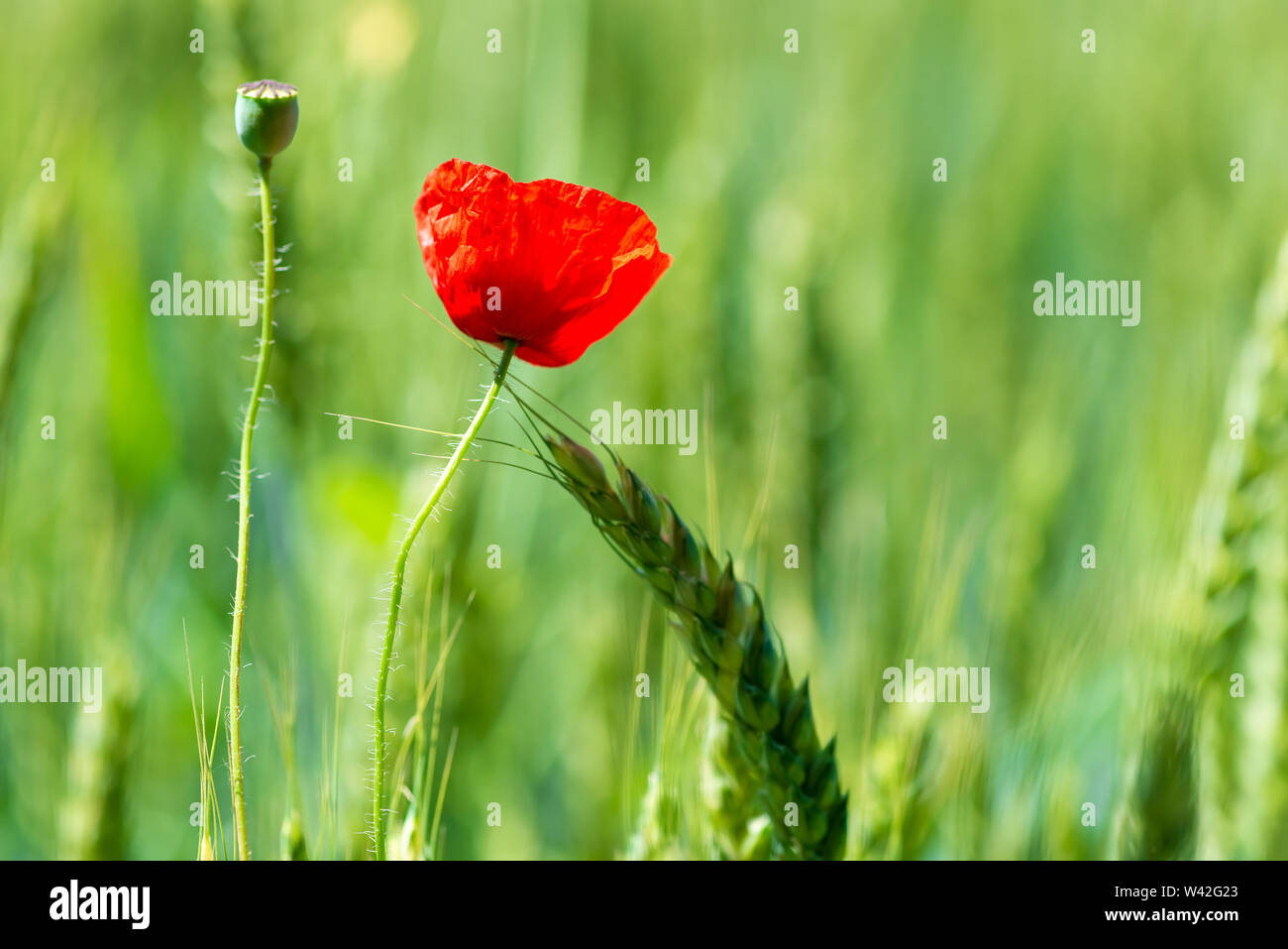 closeup red poppy flower in green field among wheat ears Stock Photo ...