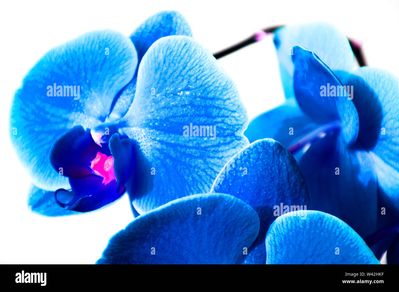 Blue orchid hires stock photography and images Alamy