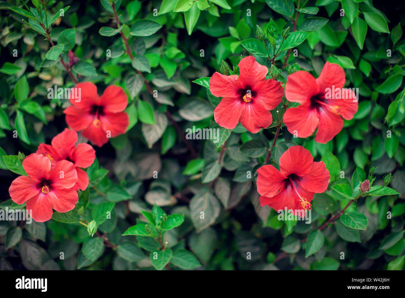 Red hibiscus(karkade) plant in the garden Stock Photo - Alamy
