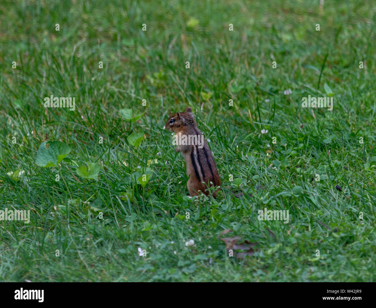 Chipmunk standing on back legs in the grass Stock Photo