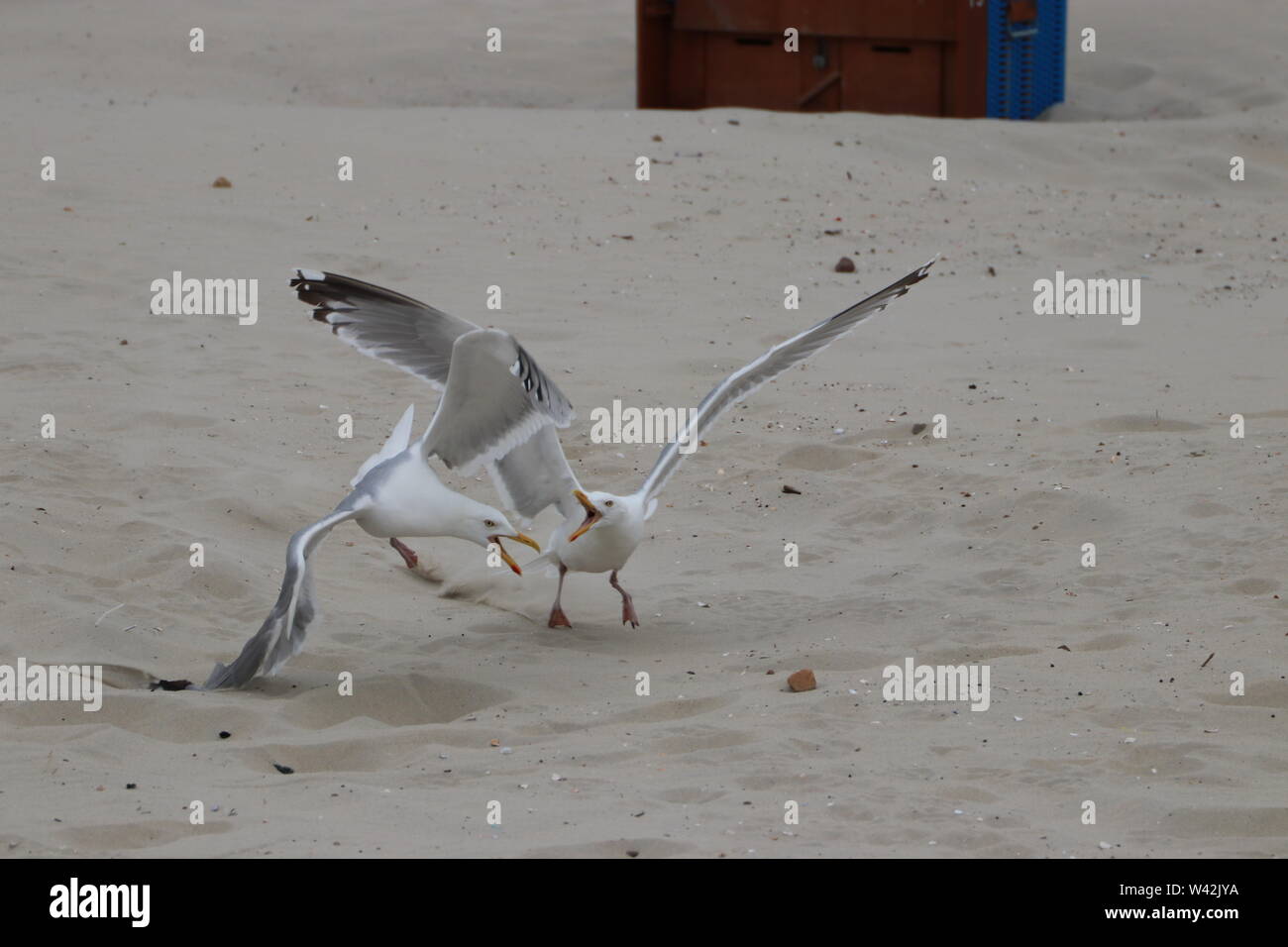 Seagulls fighting, on the beach, Borkum Stock Photo