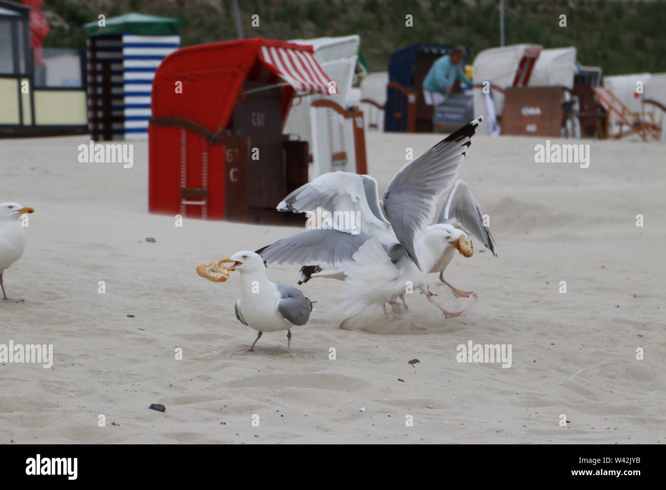 Gulls fighting over a piece of bread, on the beach, Borkum Stock Photo