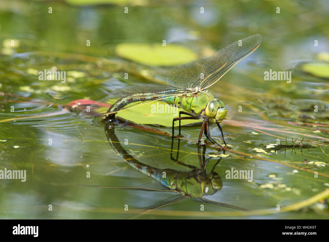 Emperor dragonfly, Anax imperator, laying eggs on Fringed water-lily, Nymphoides peltatum, garden wildlife pond, Sussex, UK, June Stock Photo