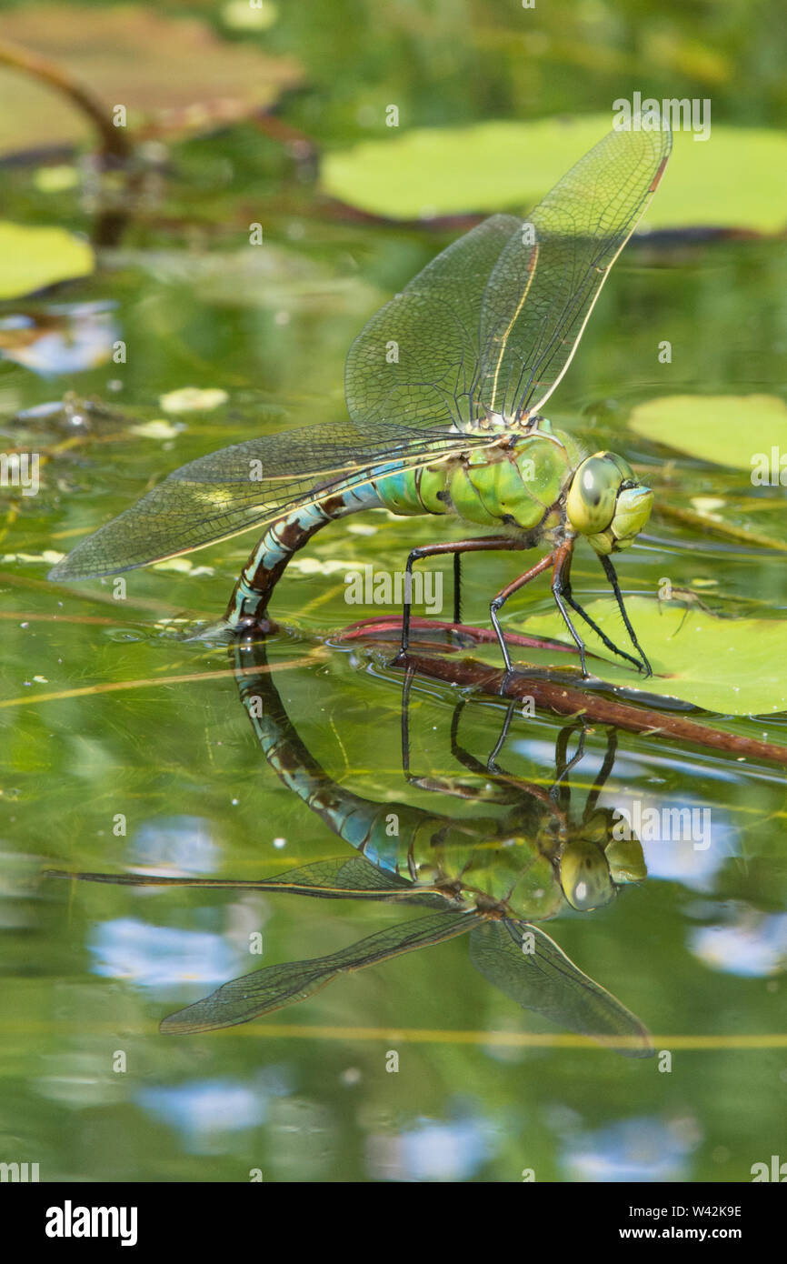 Emperor dragonfly, Anax imperator, laying eggs on Fringed water-lily, Nymphoides peltatum, garden wildlife pond, Sussex, UK, June Stock Photo