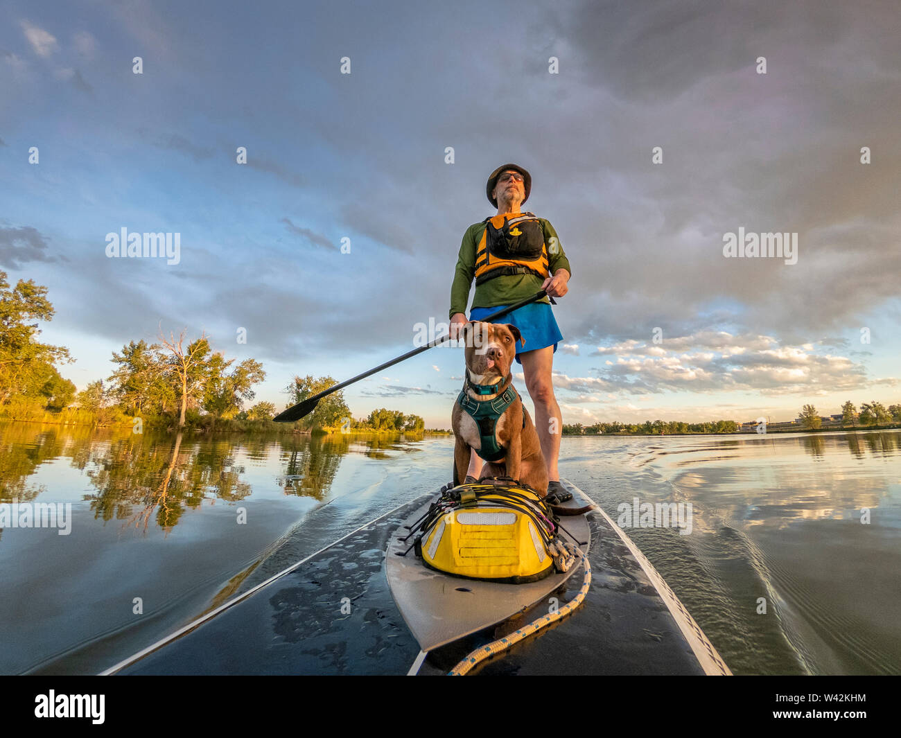 senior male paddling stand up paddleboard with his pitbull dog on lake