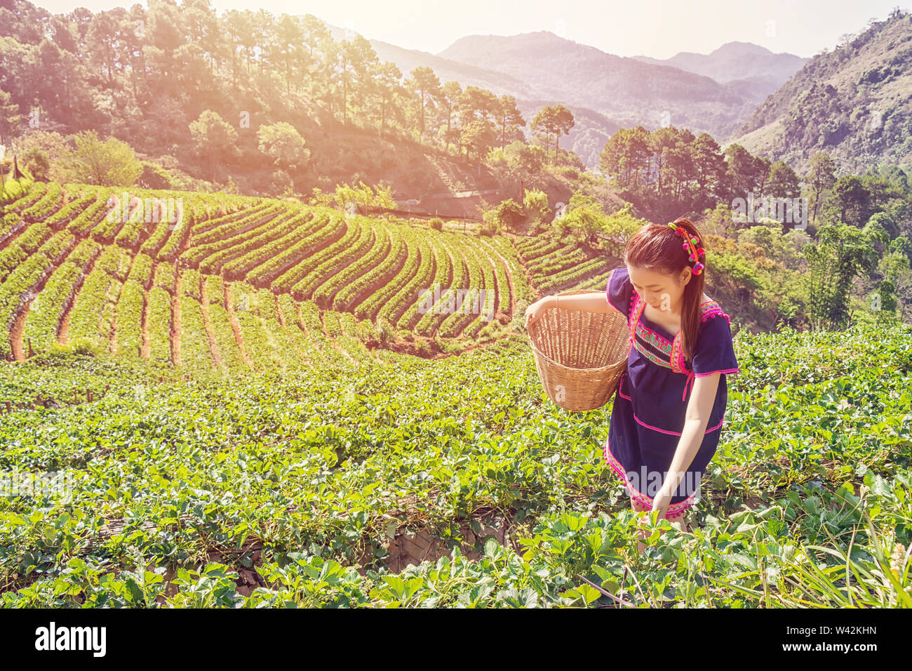 Young Tribal Asian women from Thailand picking tea leaves with smiling face on tea field plantation in the morning at doi ang khang national park , Ch Stock Photo
