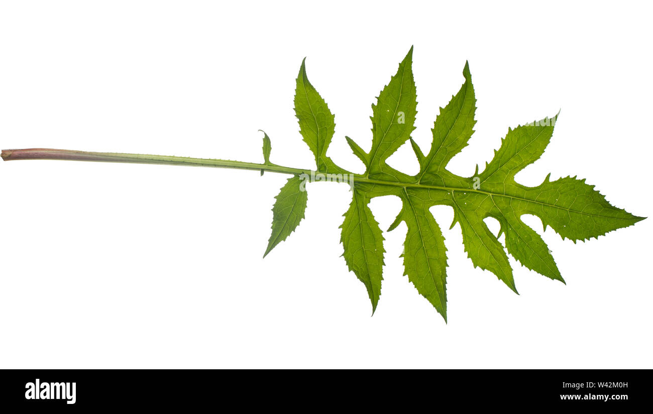 Kohl-Kratzdistel, Kohl-Kratz-Distel, Kohlkratzdistel, Kratzdistel, Distel, Cirsium oleraceum, Cabbage Thistle. Blatt, Blätter, leaf, leaves Stock Photo
