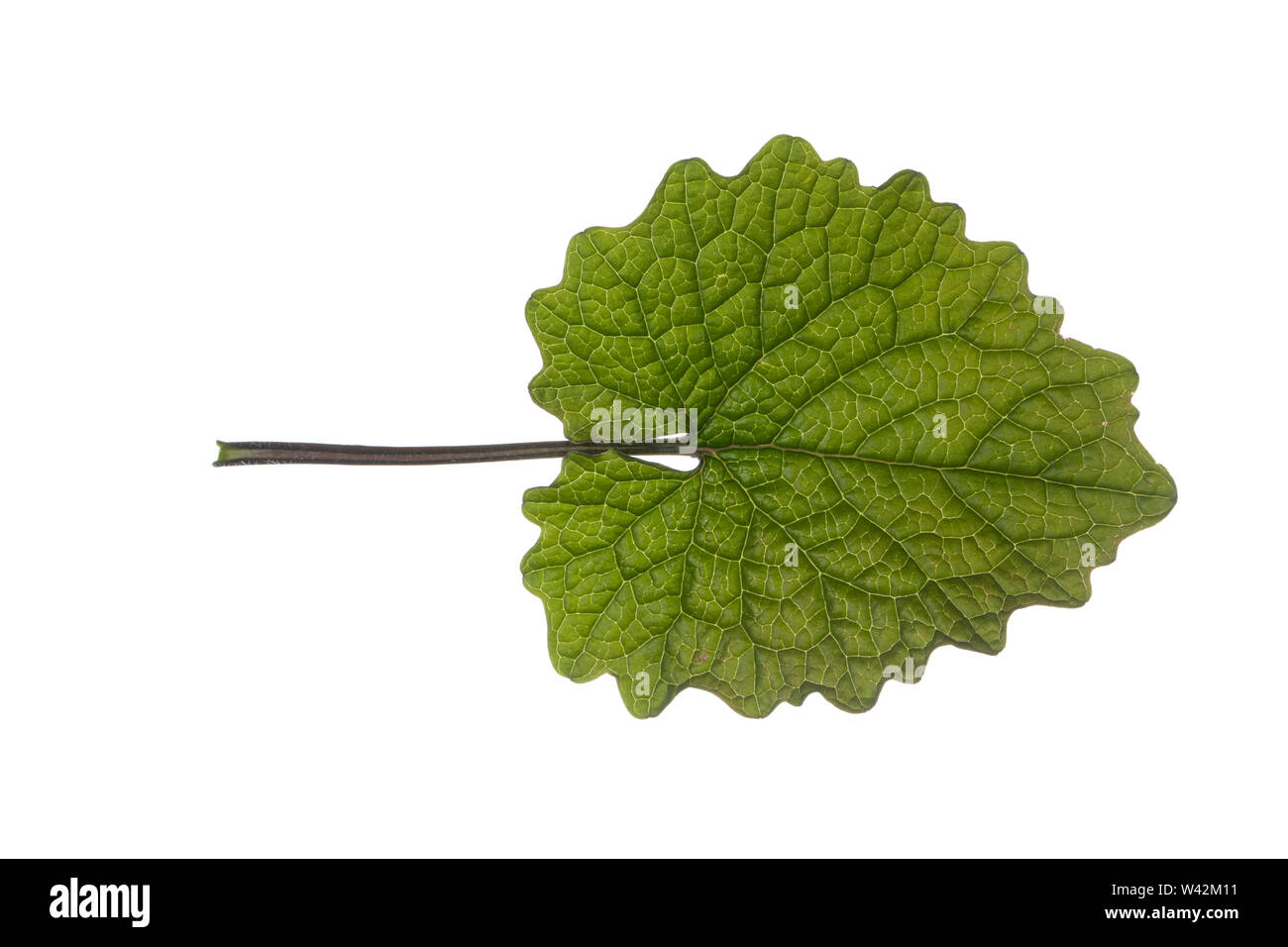 Gewöhnliche Knoblauchsrauke, Knoblauchsrauke, Knoblauchrauke, Knoblauch-Rauke, Knoblauchs-Rauke, Lauchkraut, Knoblauchskraut, Knoblauchhederich, Knobl Stock Photo