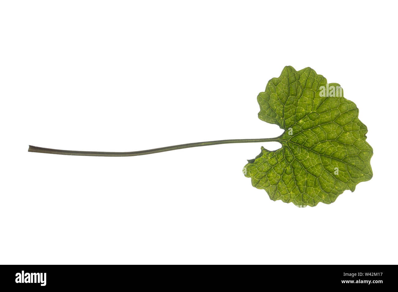 Gewöhnliche Knoblauchsrauke, Knoblauchsrauke, Knoblauchrauke, Knoblauch-Rauke, Knoblauchs-Rauke, Lauchkraut, Knoblauchskraut, Knoblauchhederich, Knobl Stock Photo