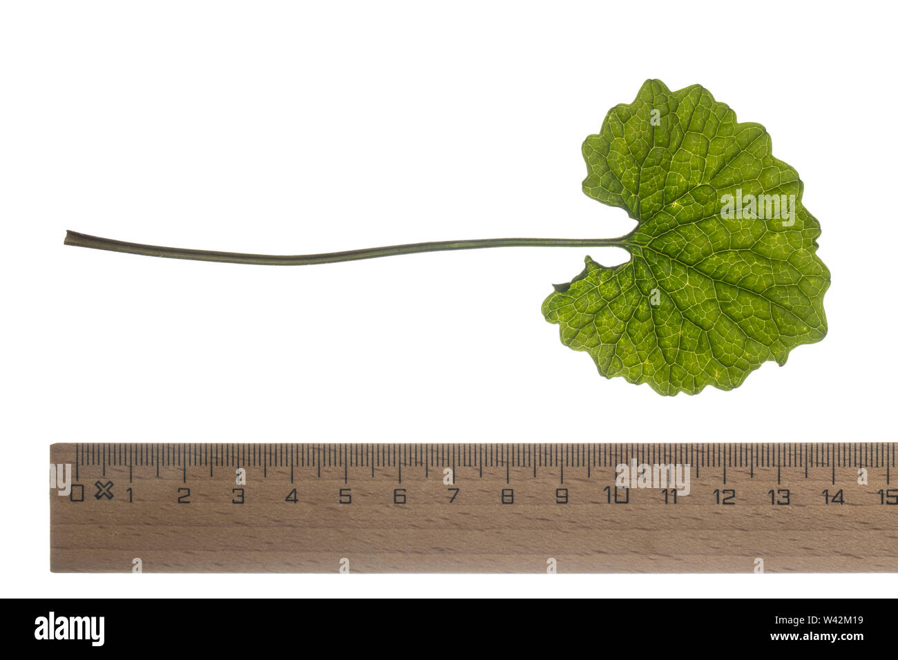 Gewöhnliche Knoblauchsrauke, Knoblauchsrauke, Knoblauchrauke, Knoblauch-Rauke, Knoblauchs-Rauke, Lauchkraut, Knoblauchskraut, Knoblauchhederich, Knobl Stock Photo