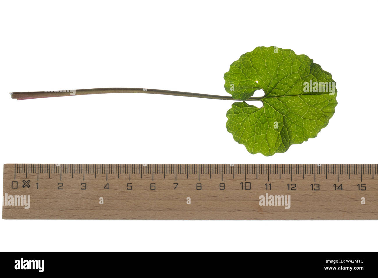 Gewöhnliche Knoblauchsrauke, Knoblauchsrauke, Knoblauchrauke, Knoblauch-Rauke, Knoblauchs-Rauke, Lauchkraut, Knoblauchskraut, Knoblauchhederich, Knobl Stock Photo