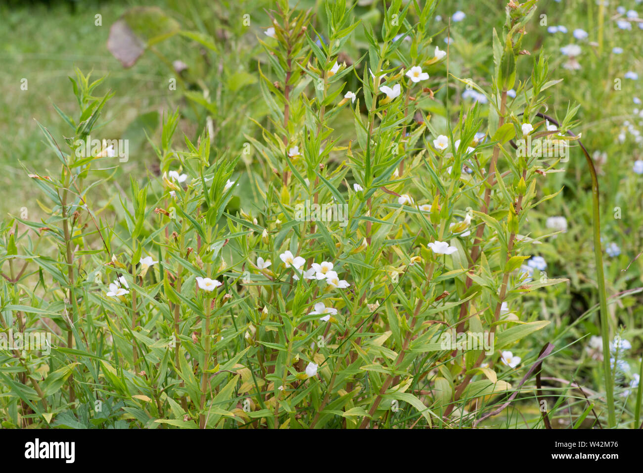 Hedge Hysop, Gratiola officinalis, beside garden wildlife pond, Sussex, UK, July, Stock Photo