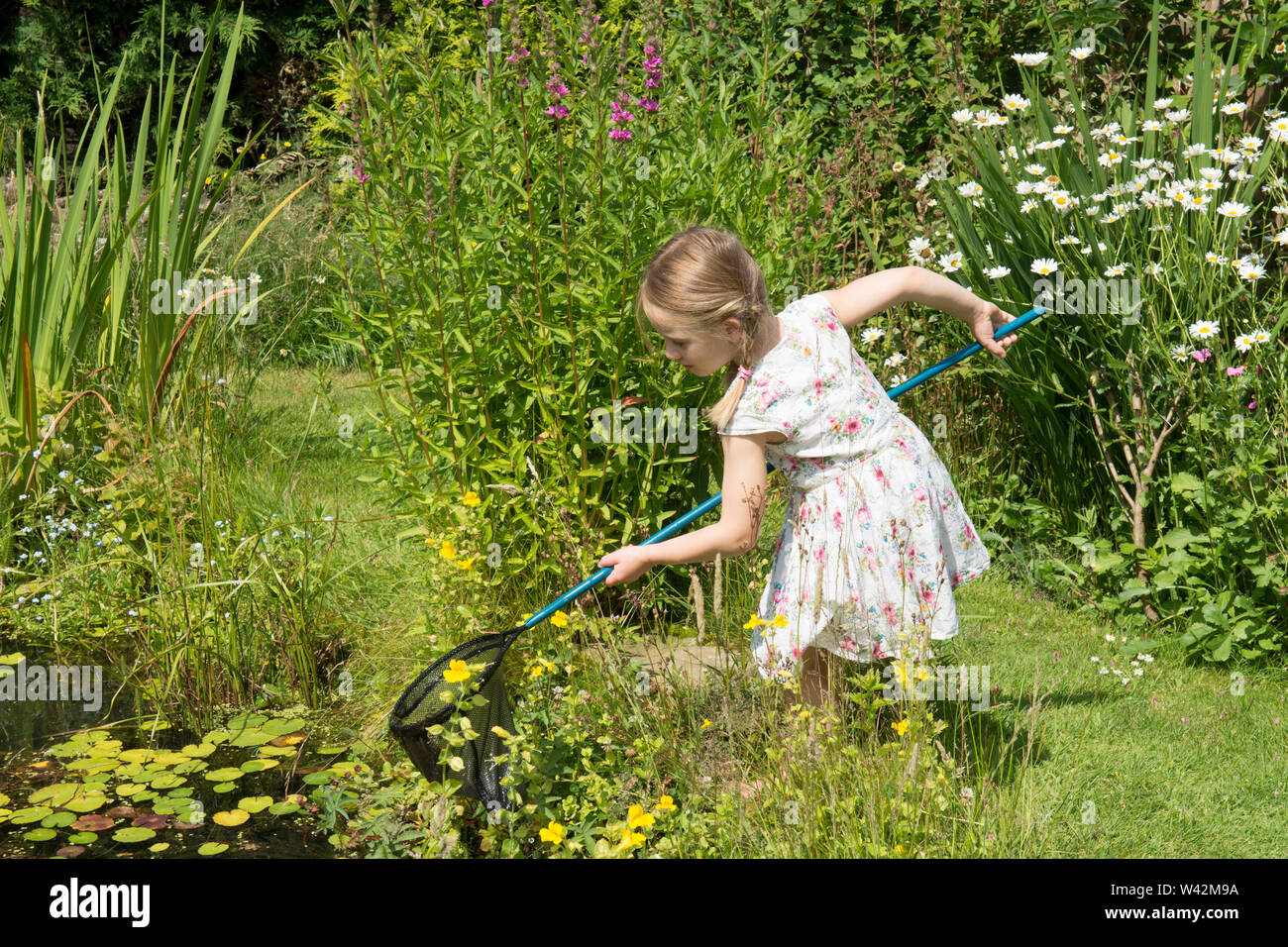 young girl in pretty dress, three years old, pond dipping, catching pond life, tadpoles, dragonfly larvae, in net, garden wildlife pond, UK, July Stock Photo