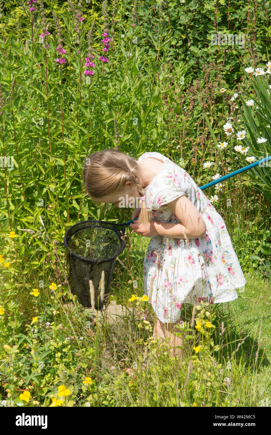 young girl in pretty dress, three years old, pond dipping, catching pond life, tadpoles, dragonfly larvae, in net, garden wildlife pond, UK, July Stock Photo