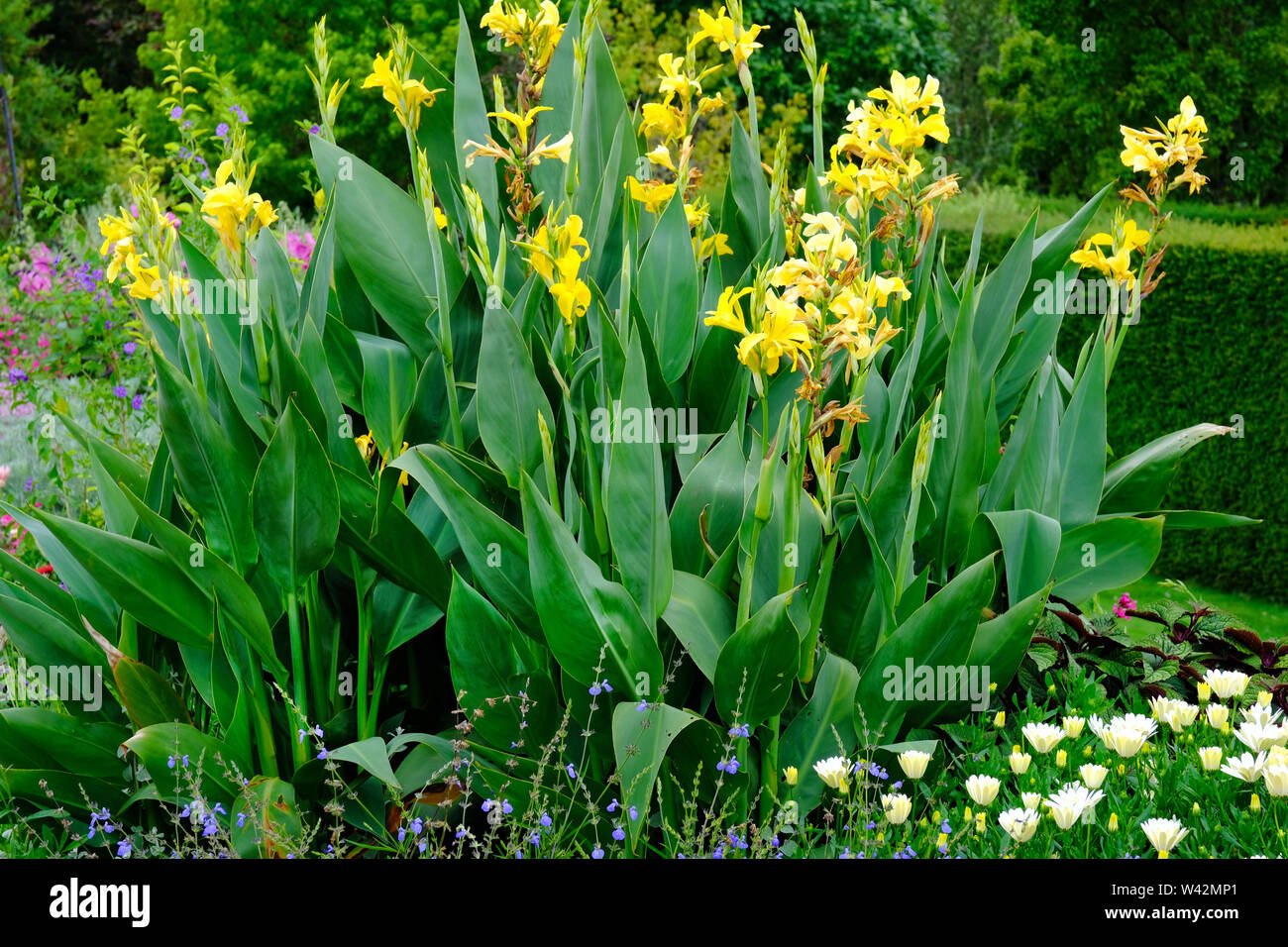 Yellow flowering cannas, UK - John Gollop Stock Photo