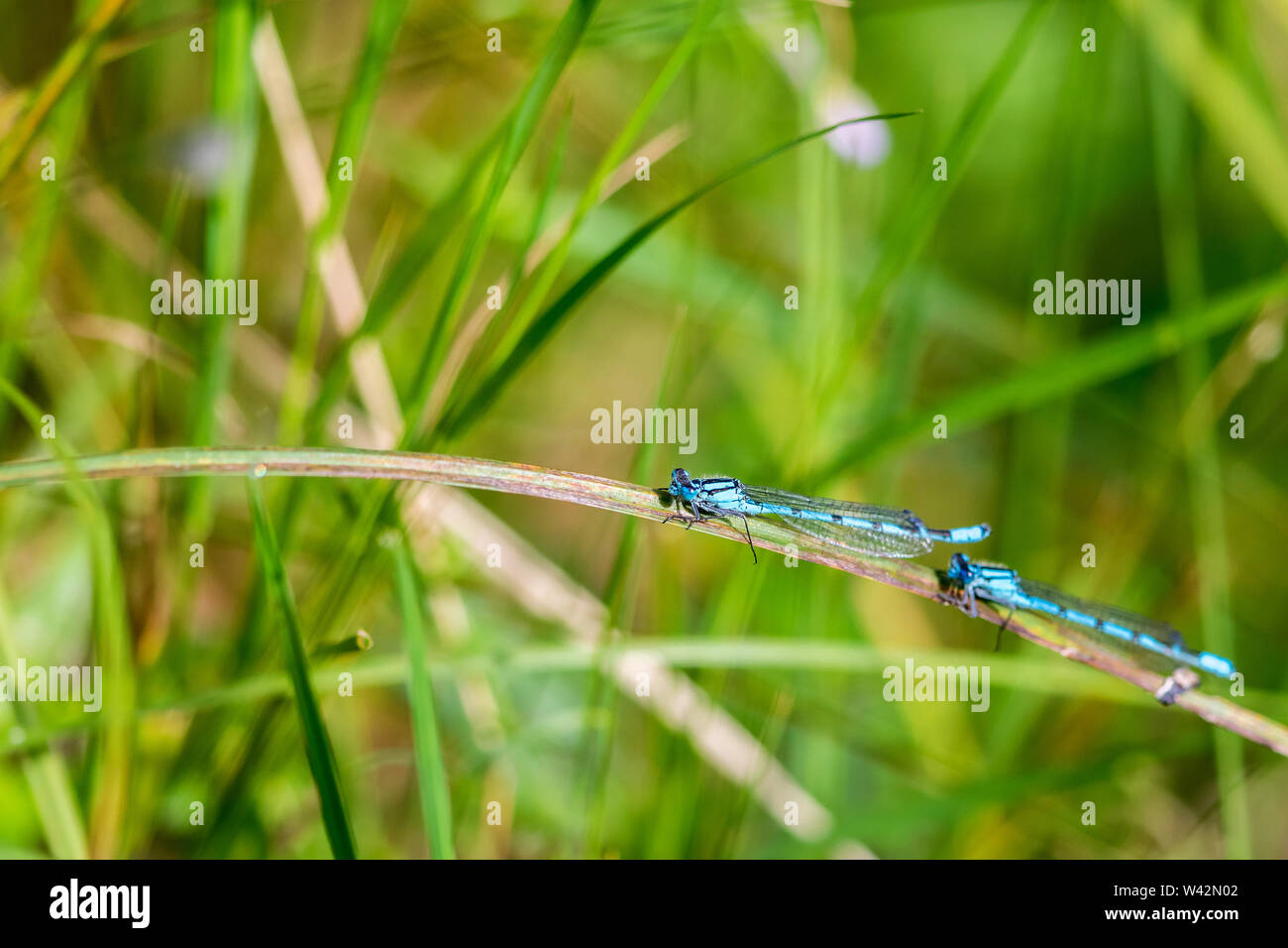 Two common blue damselfly in the grass on a meadow Stock Photo - Alamy