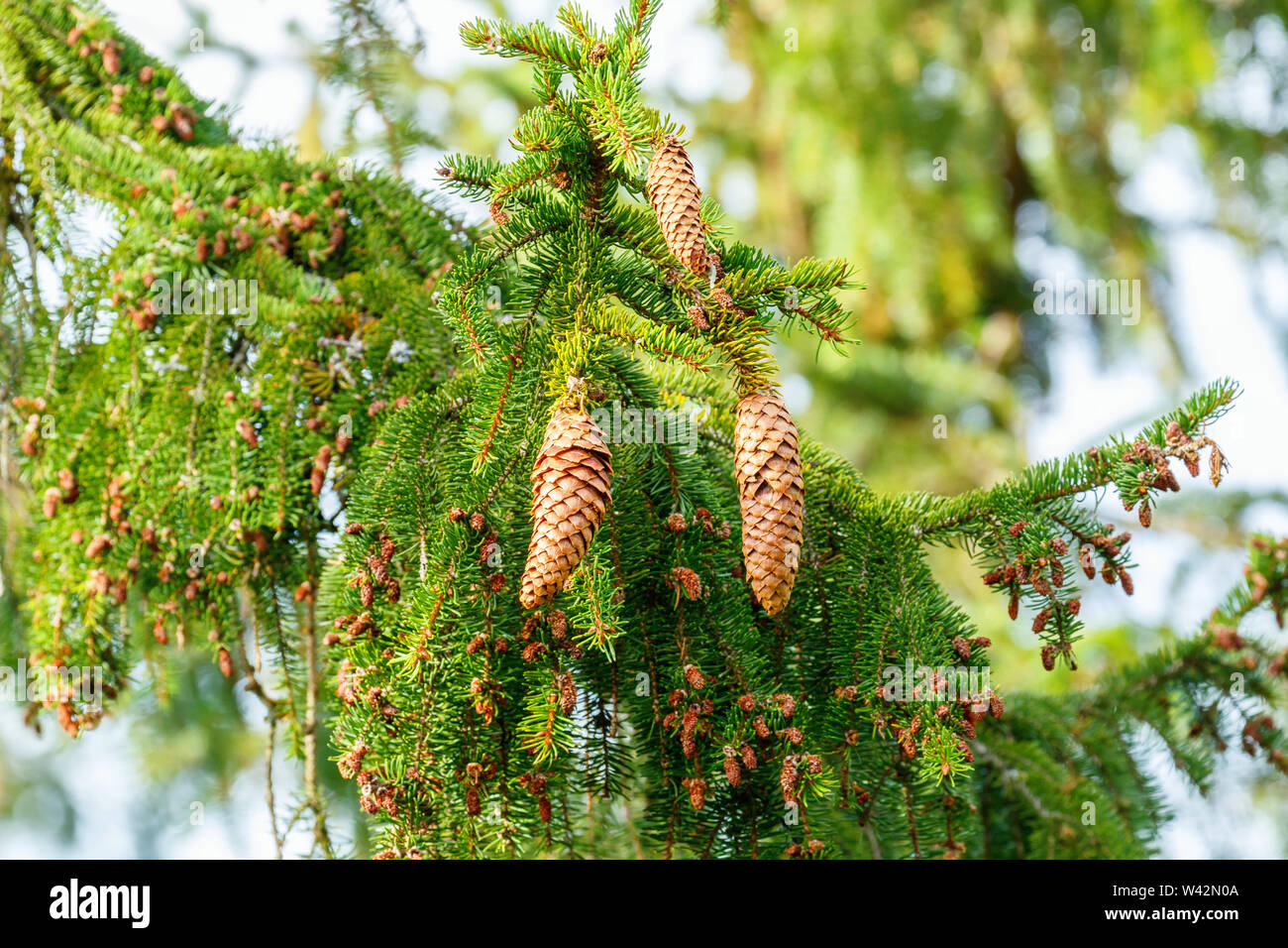 Spruch cones on a branch Stock Photo