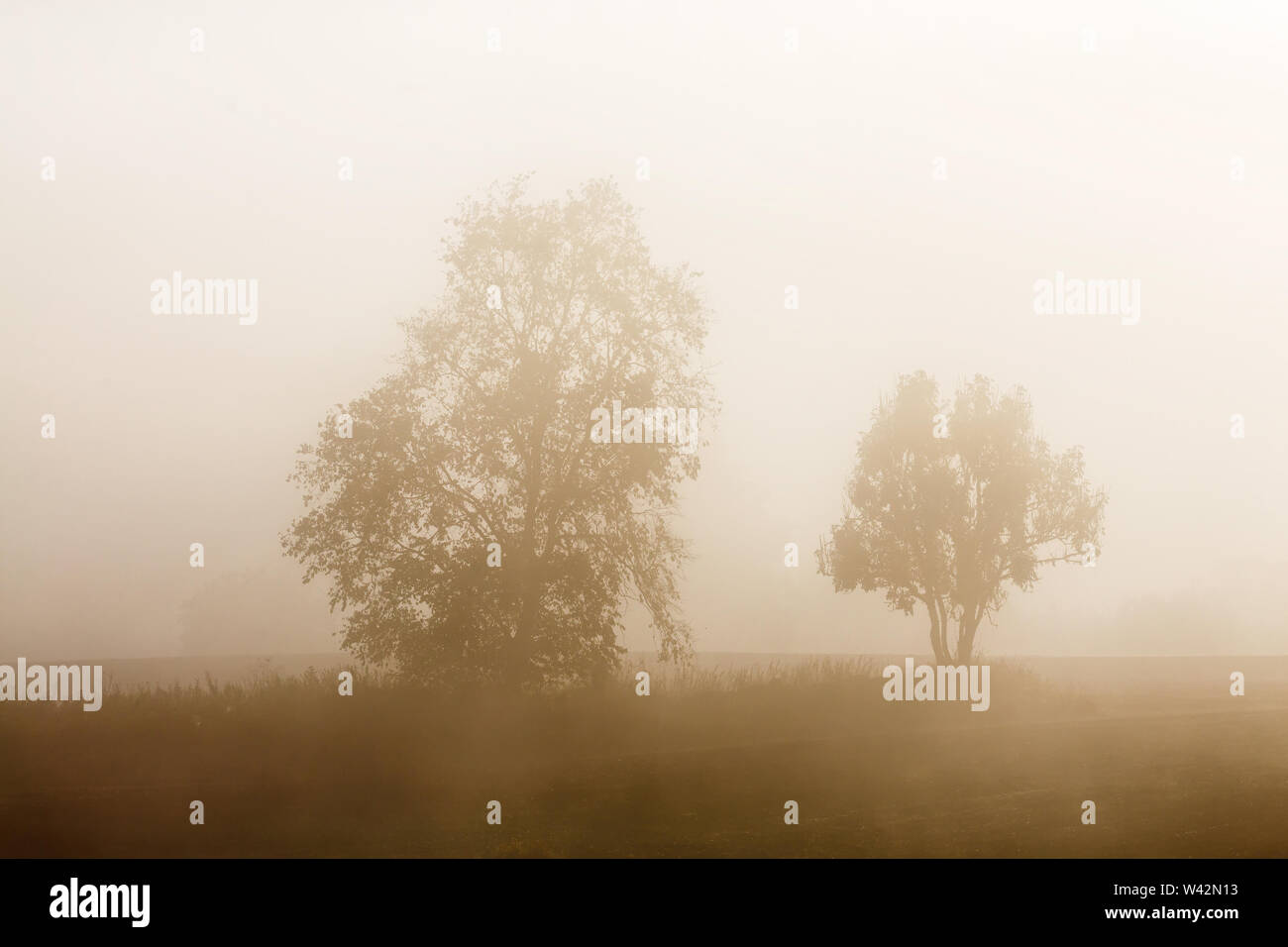 Tree silhouettes in the fog in autumn Stock Photo - Alamy