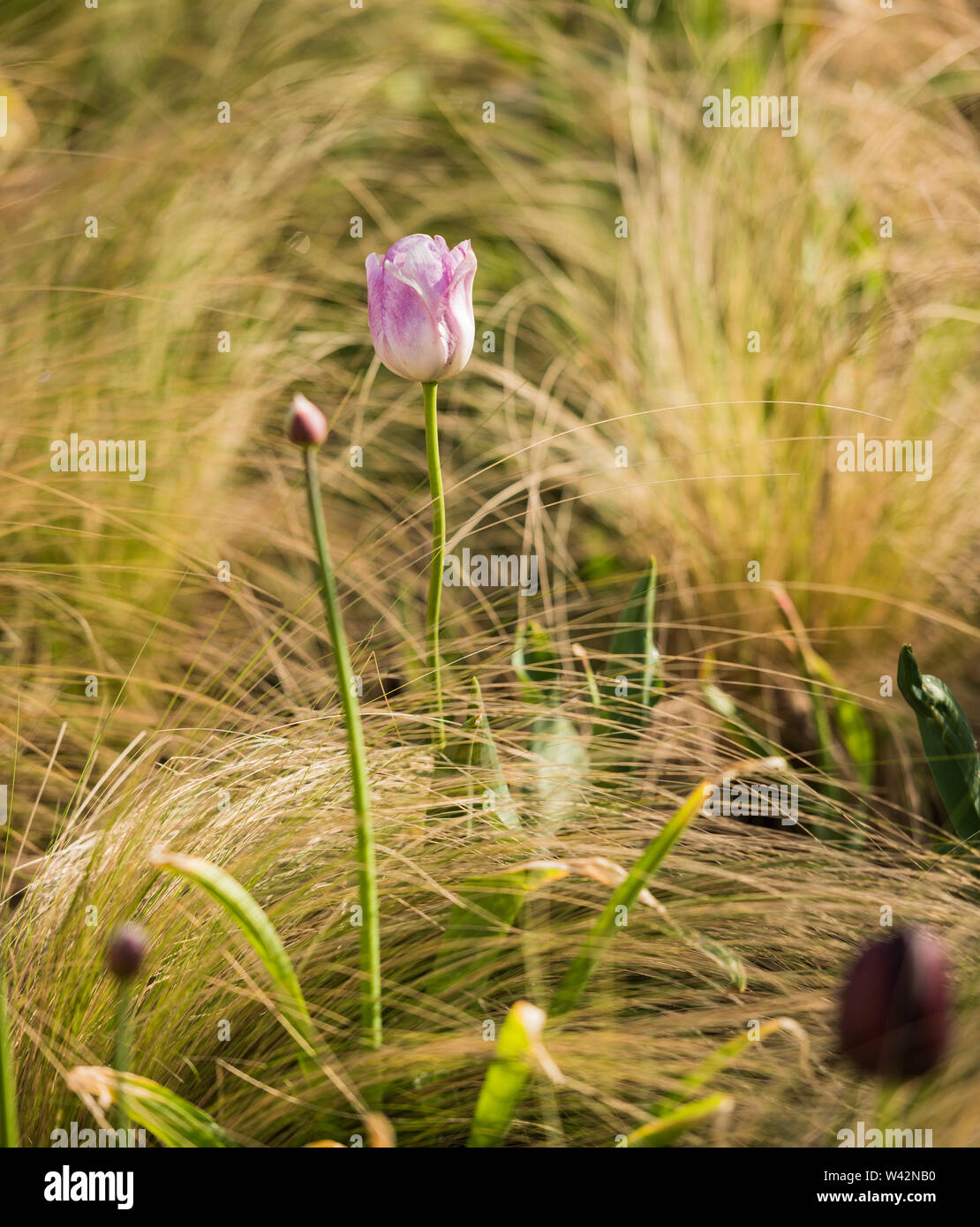 A single tulip in flower against an ornamental grass background.  Staffordshire England UK Stock Photo - Alamy