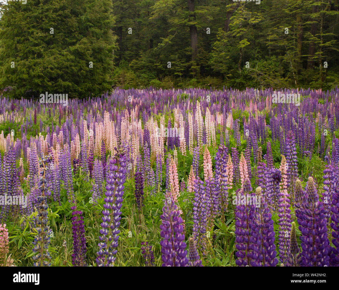 Lupin flowers Fabaceae in bloom by the roadside on the way to Milford