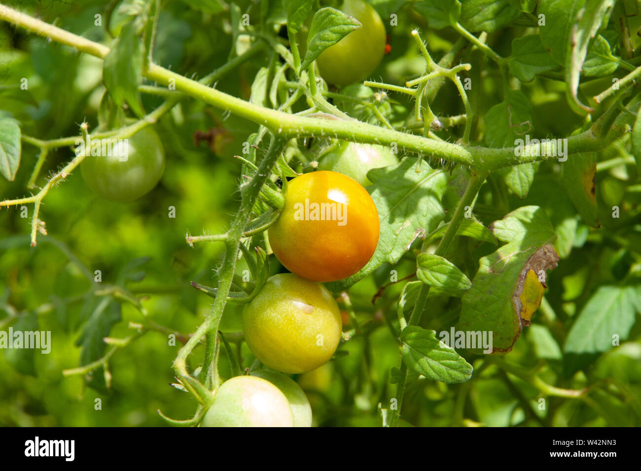 Cherry Tomatoes growing on bush Stock Photo - Alamy
