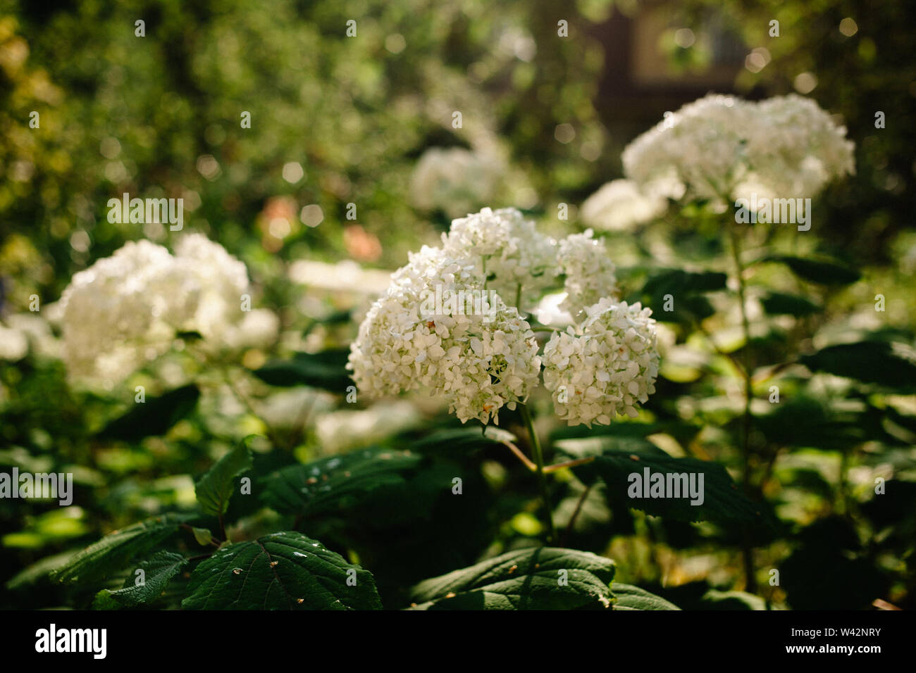 A Clustered 'Annabelle' Hydrangea. Hydrangea Arborescens. Flowering Shrub. Annabelle Is The Best Known Variety Of Smooth Hydrangea. Stock Photo