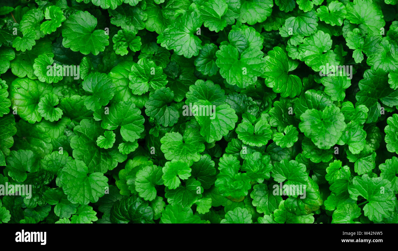 Green leaves pattern background, Natural background and wallpaper Stock ...