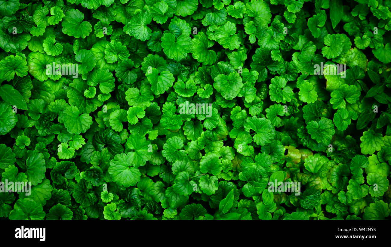 Green leaves pattern background, Natural background and wallpaper Stock ...
