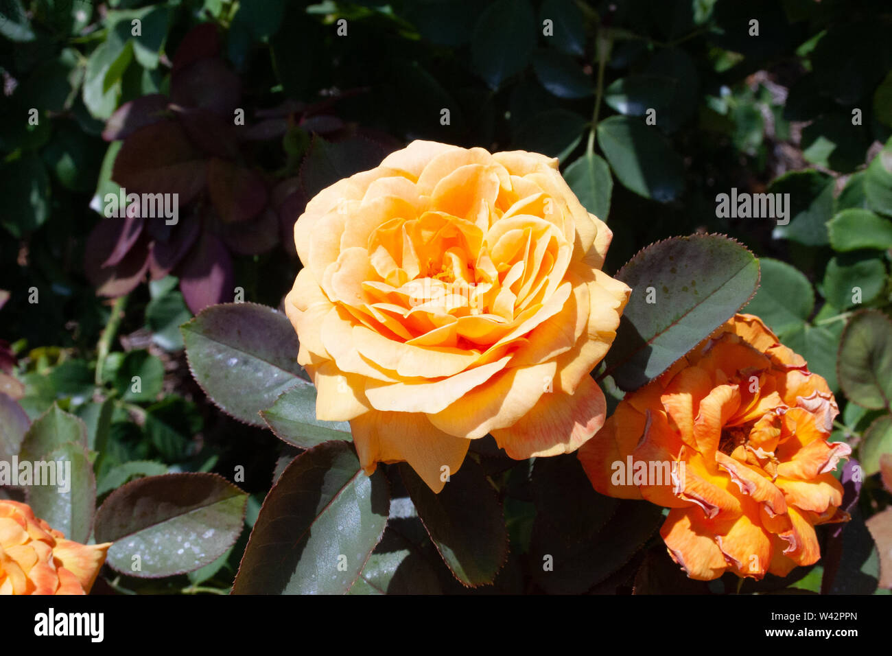 Yellow rose bush hi-res stock photography and images - Alamy