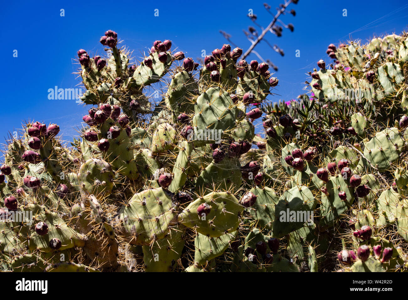 Cacti prickly pear plant in Portugal. Stock Photo