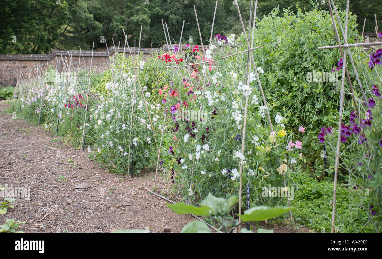 Row of cultivated Sweet peas in walled garden at Knightshayes Court Devon Stock Photo