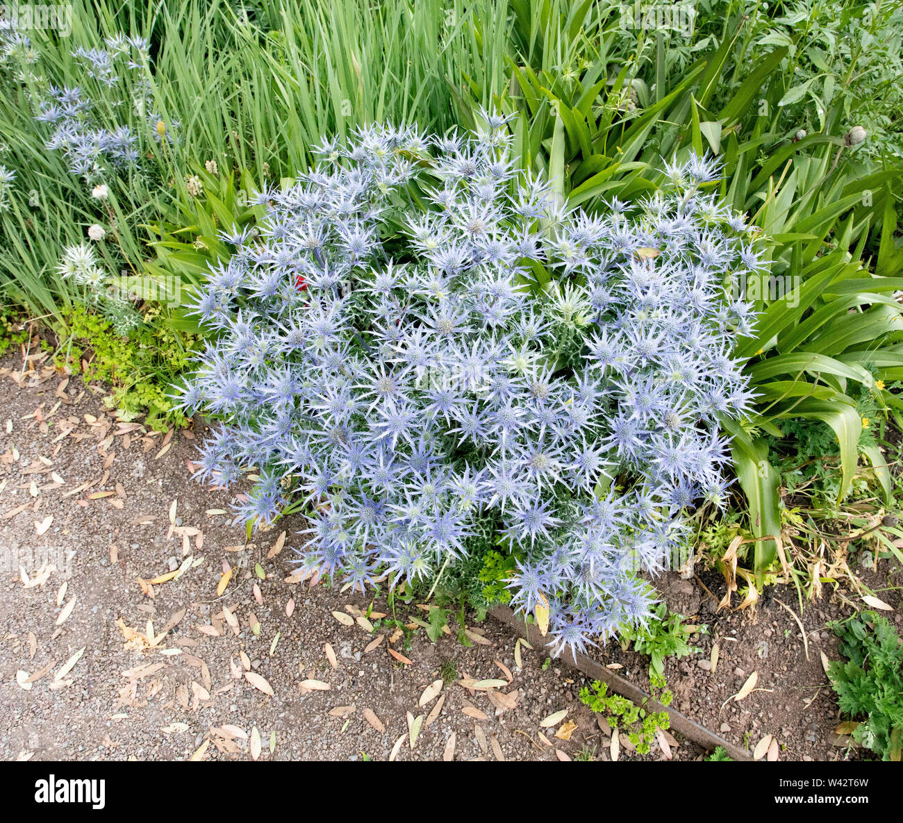 blue Eryngium bourgatii in bloom in garden bed Stock Photo