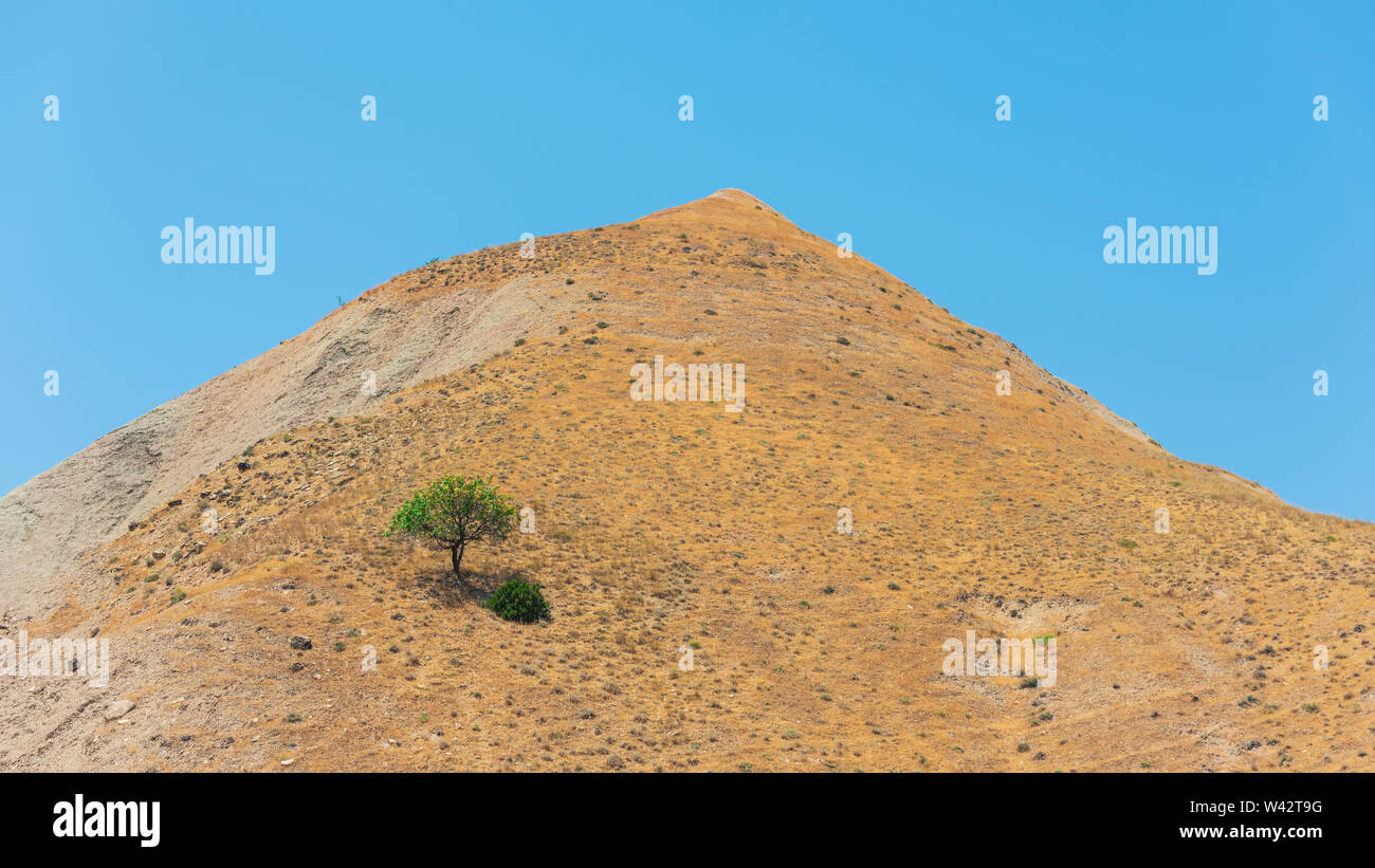 Lonely tree on a mountain top Stock Photo