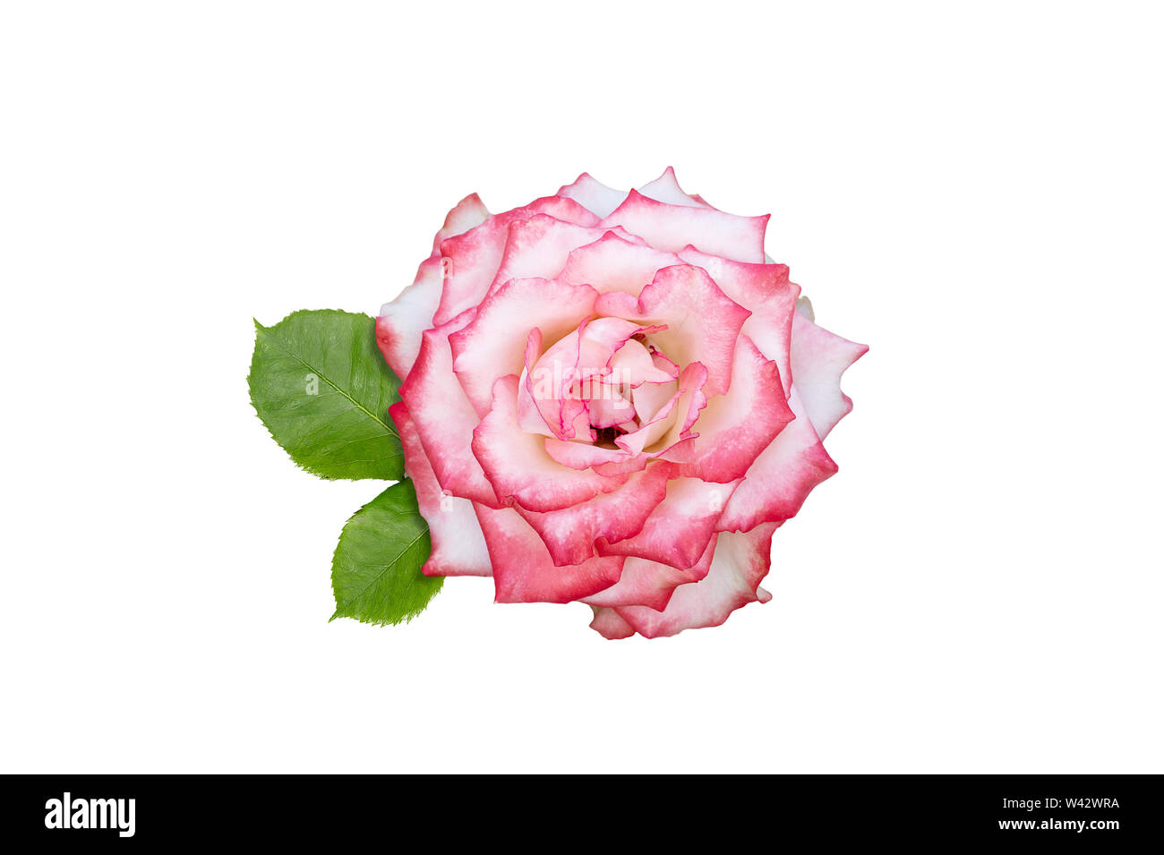 Pink rose flower isolated on white background Stock Photo - Alamy