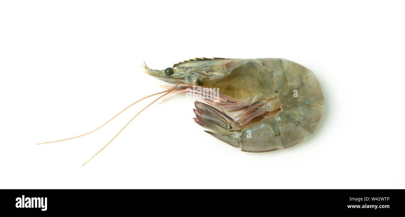 close up fresh raw pacific white shrimp on white background. Stock Photo