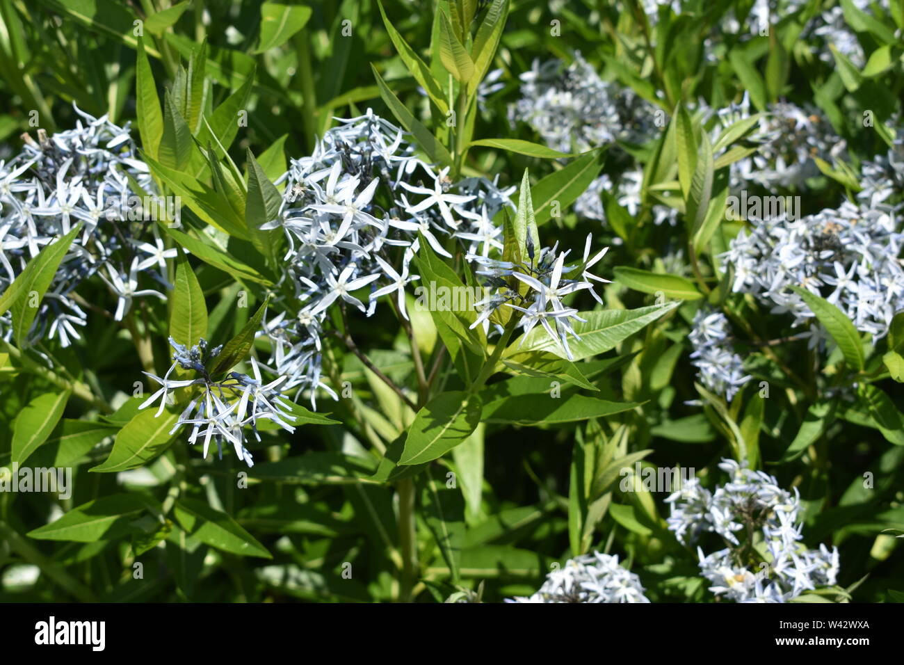 Shot at the Botanical gardens during the spring time Stock Photo - Alamy