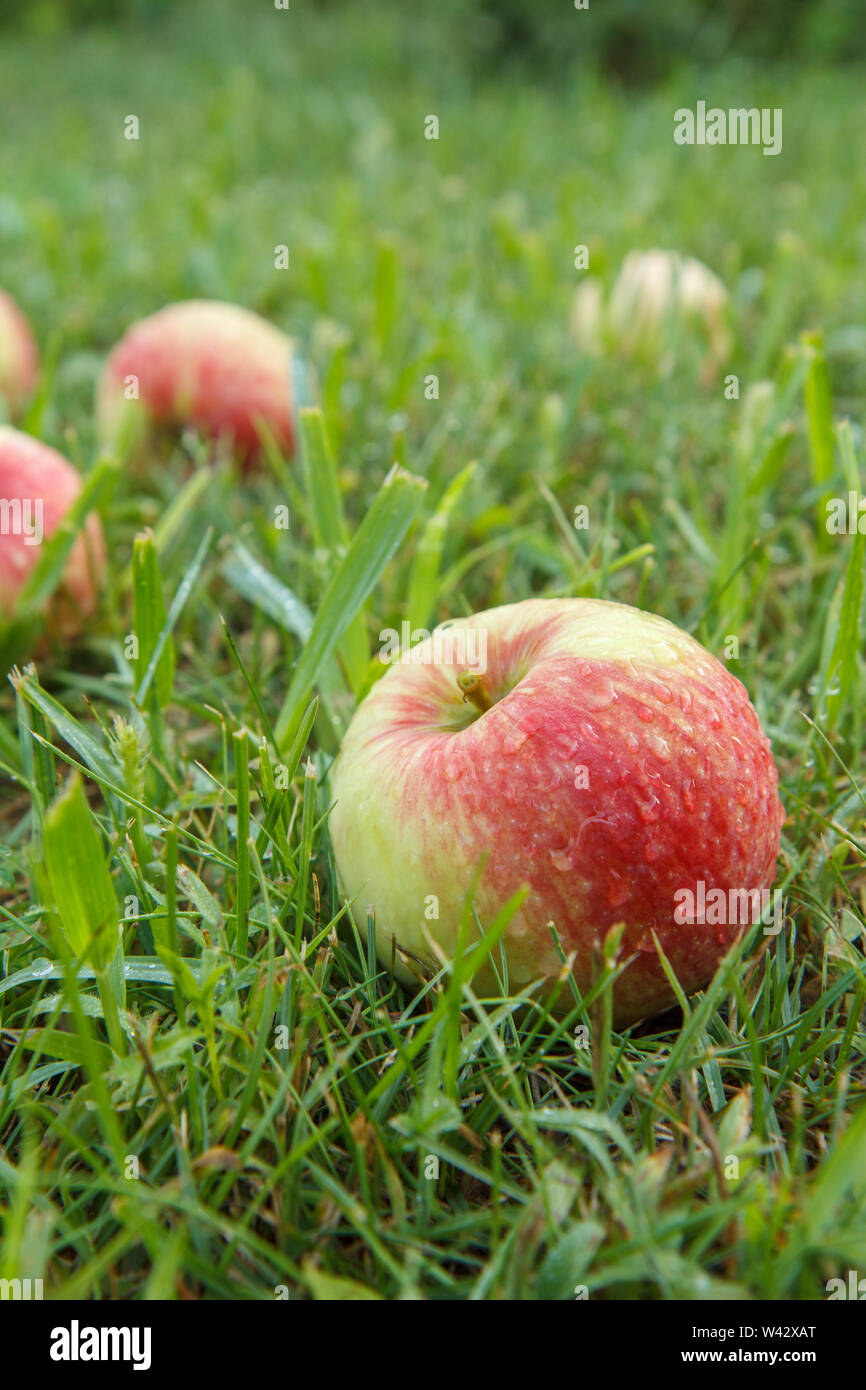 4 яблока. Fallen apple. Яблоня ауксис. Fallen apple. Fallen apple.