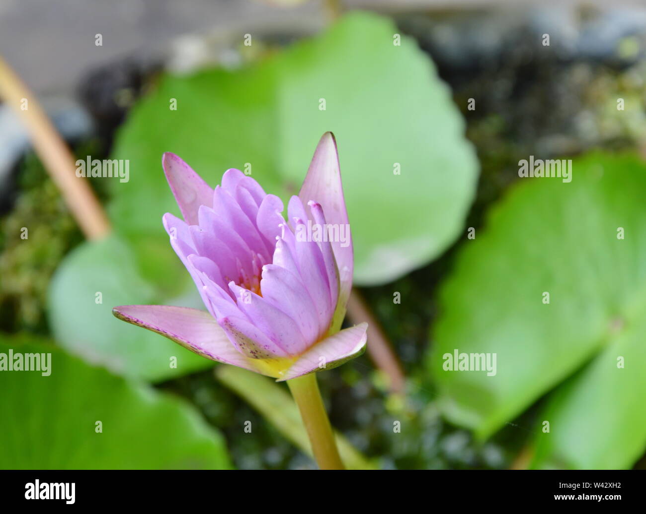 purple lotus blooming in water Stock Photo - Alamy