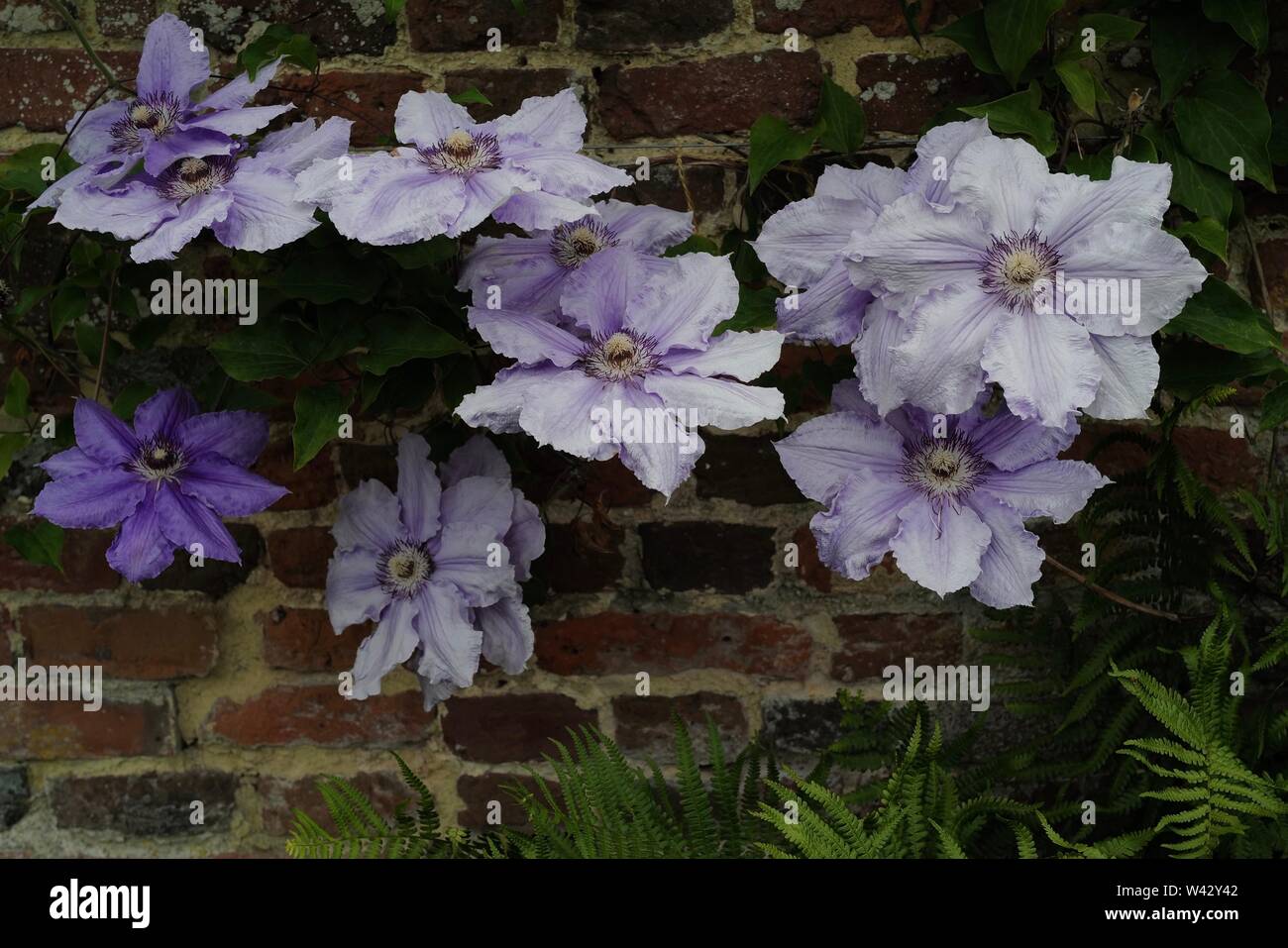 Large flowers of curly clematis (clematis crisps) in shades of purple colour against a red brick wall Stock Photo