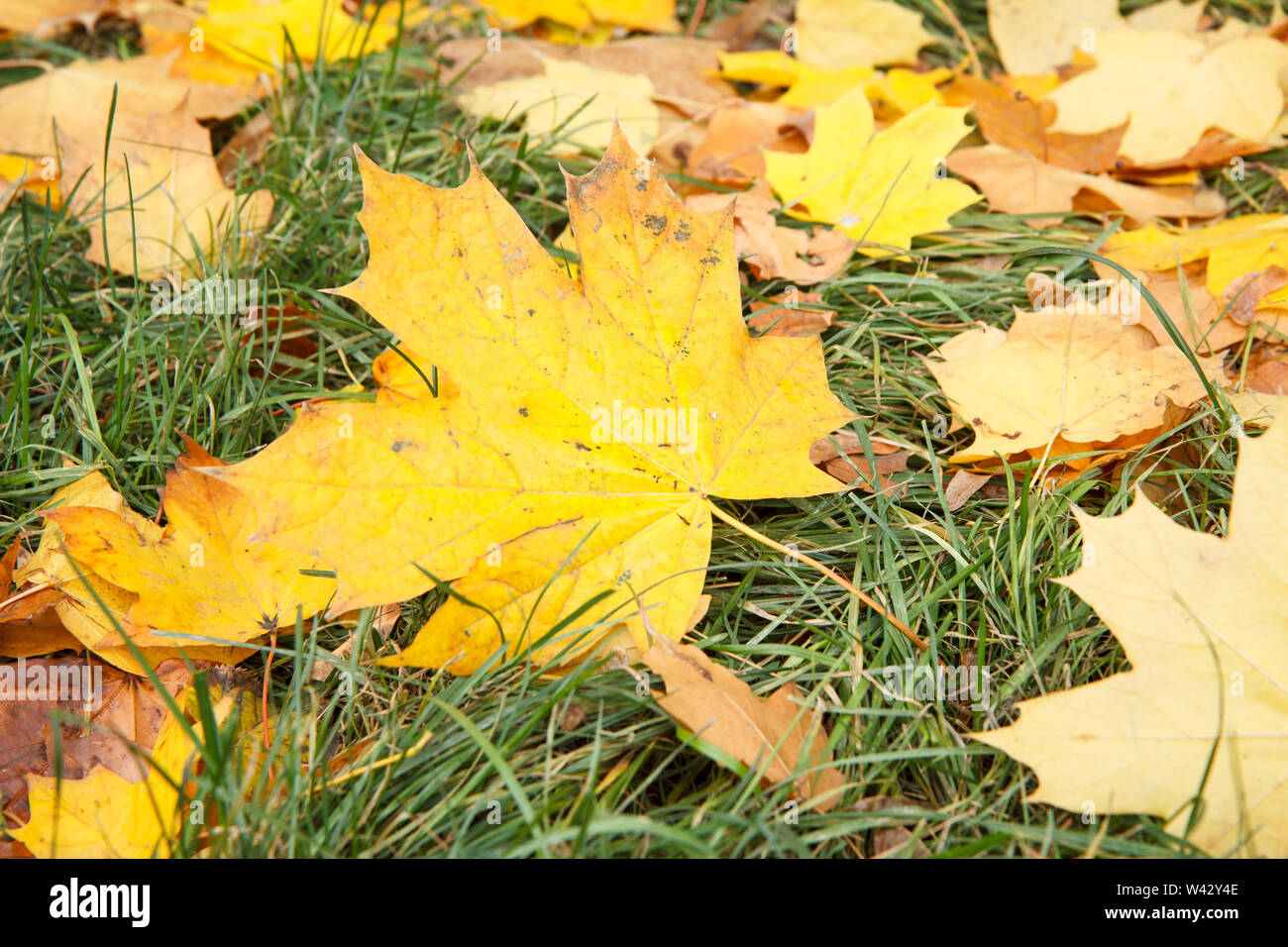 Fallen maple leaves on green grass in autumn season. Autumn theme. Top ...