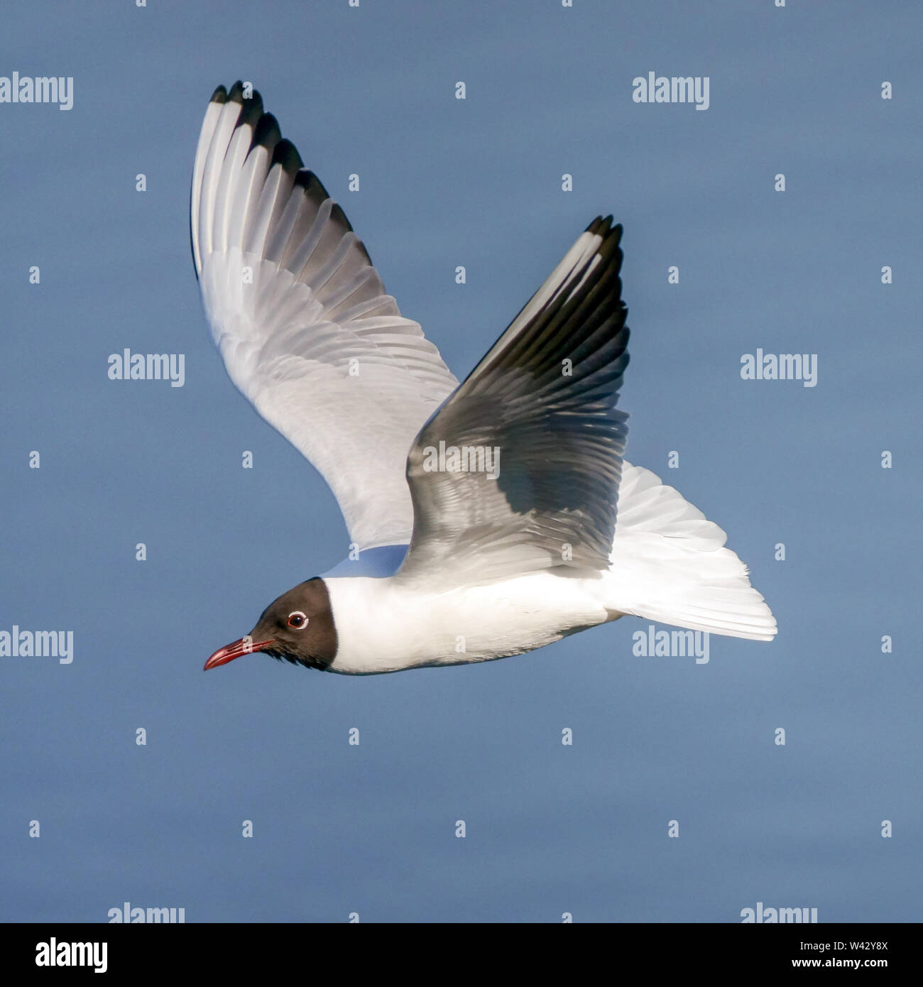 black-headed gull Stock Photo