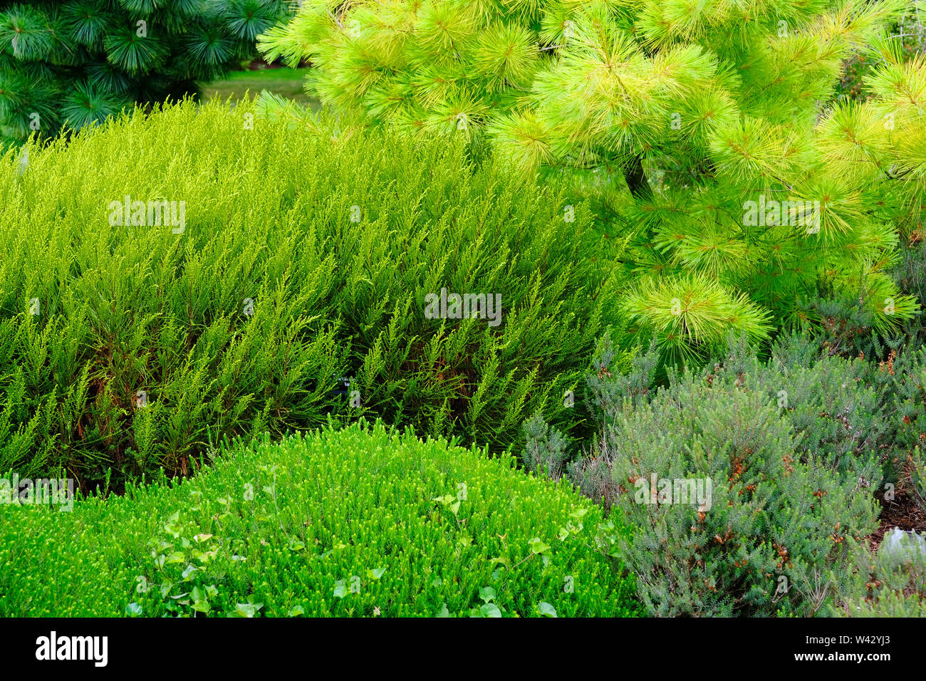Close-up of a mixture of evergreen plants - John Gollop Stock Photo