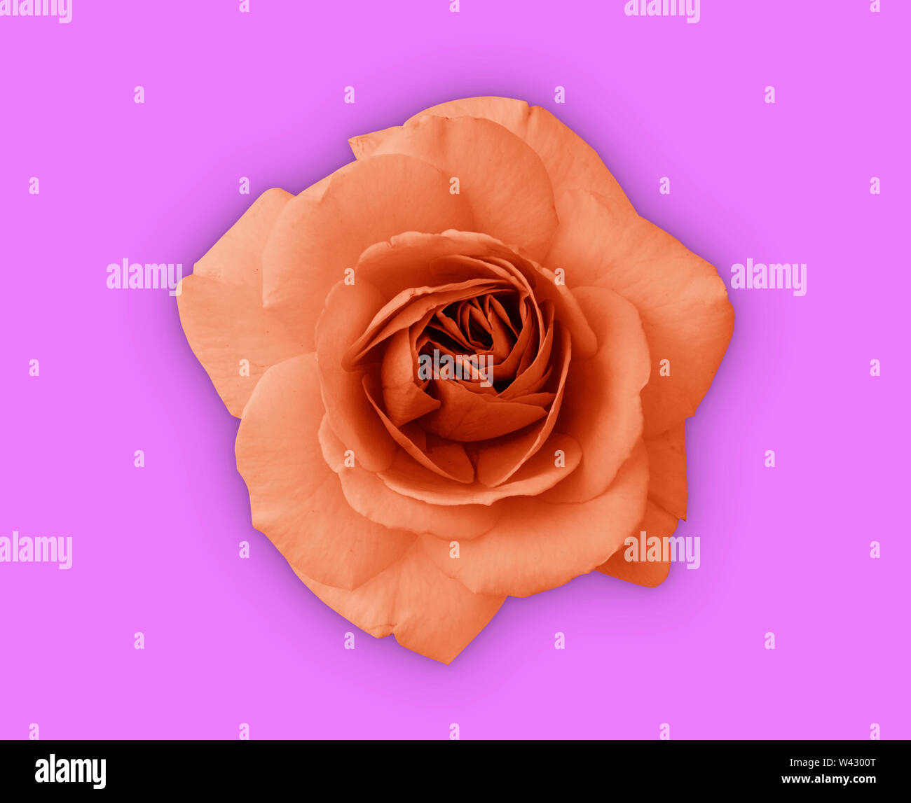 Coral rose flower. Close up on pink background. Top view image. Stock Photo
