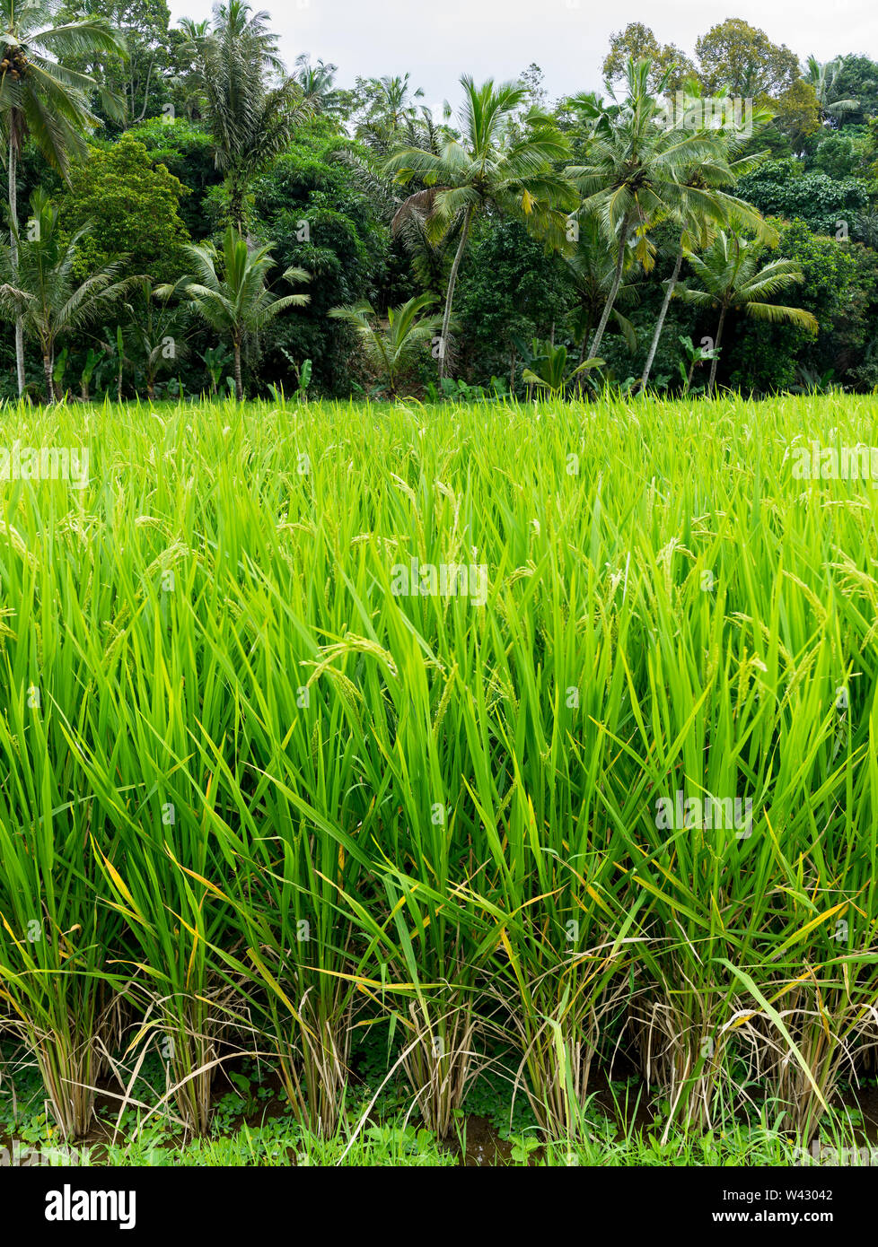 Close up rice plants with jungle backdrop Stock Photo